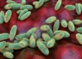 What is the pneumonic plague and how it spreads, being studied in the Siberian laboratory where a worker died
