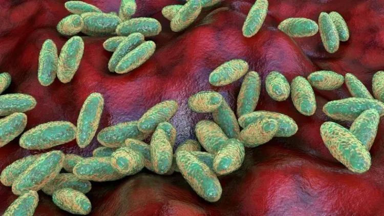 What is the pneumonic plague and how it spreads, being studied in the Siberian laboratory where a worker died