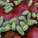 What is the pneumonic plague and how it spreads, being studied in the Siberian laboratory where a worker died