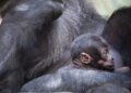 Basel Zoo welcomes gorilla newborn months after fatal incidents