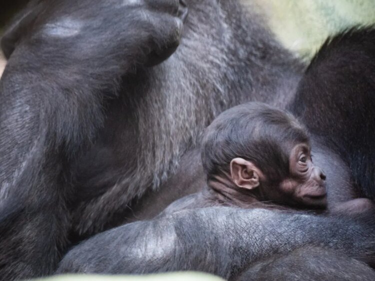 Basel Zoo welcomes gorilla newborn months after fatal incidents