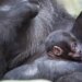 Basel Zoo welcomes gorilla newborn months after fatal incidents