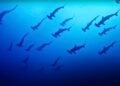 Incredible footage shows thousands of sharks swimming “like a mighty river” in Japan