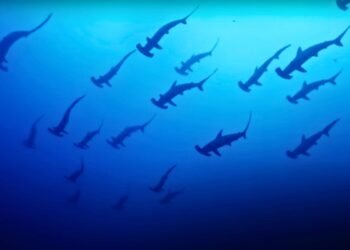 Incredible footage shows thousands of sharks swimming “like a mighty river” in Japan