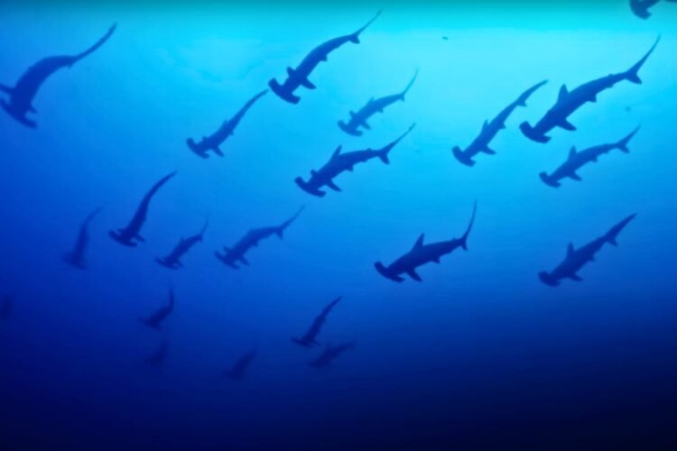 Incredible footage shows thousands of sharks swimming “like a mighty river” in Japan
