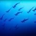 Incredible footage shows thousands of sharks swimming “like a mighty river” in Japan