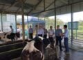 Thanlyin’s RBF dairy cattle farming activities inspected