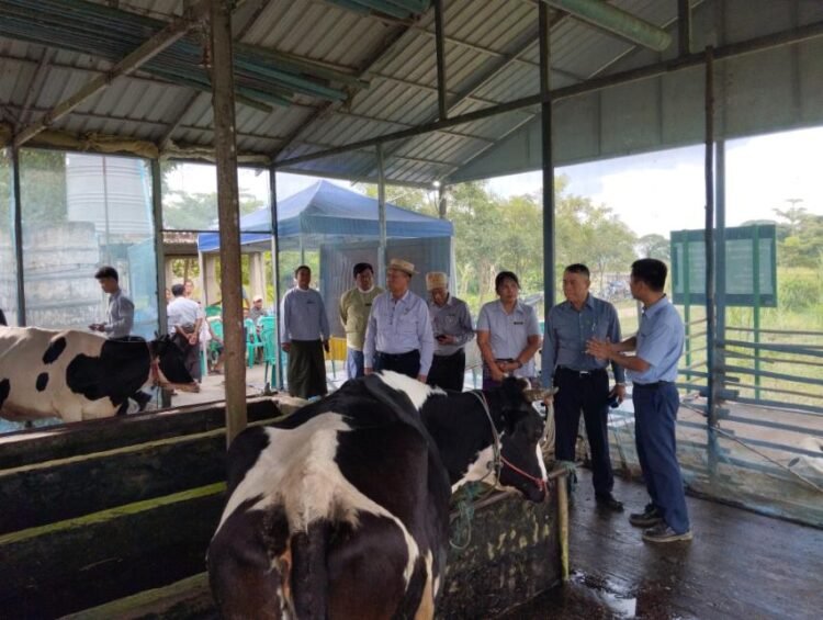 Thanlyin’s RBF dairy cattle farming activities inspected