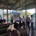 Thanlyin’s RBF dairy cattle farming activities inspected
