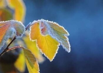 Storm warning: frost in the north of Chui region will reach -5 degrees