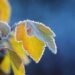 Storm warning: frost in the north of Chui region will reach -5 degrees