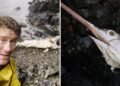A swordfish was found on Haida Gwaii. Will more follow?