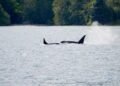 He spent years cataloguing orca families’ unique dialects. Now you can hear them