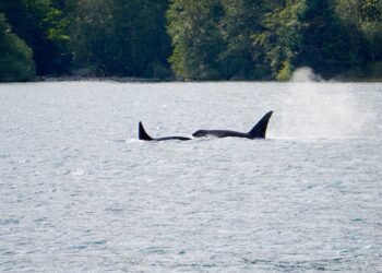 He spent years cataloguing orca families’ unique dialects. Now you can hear them