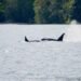 He spent years cataloguing orca families’ unique dialects. Now you can hear them