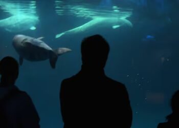 Ex-Marineland beluga whale dies in Chicago aquarium
