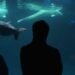 Ex-Marineland beluga whale dies in Chicago aquarium