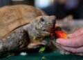 Support floods in for Gus, Halifax’s 104-year-old gopher tortoise, ahead of surgery