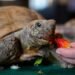 Support floods in for Gus, Halifax’s 104-year-old gopher tortoise, ahead of surgery