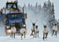 How a loophole in Canada’s species-at-risk law can leave wildlife in limbo