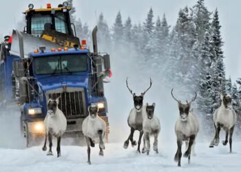 How a loophole in Canada’s species-at-risk law can leave wildlife in limbo