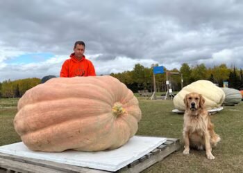 Ontario grower’s 1,711-pound pumpkin nearly snagged top prize at Pumpkinfest. Then he was disqualified