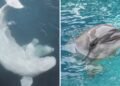 Ex-Marineland beluga that died in Spain developed ‘complex clinical condition,’ aquarium says
