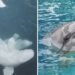 Ex-Marineland beluga that died in Spain developed ‘complex clinical condition,’ aquarium says