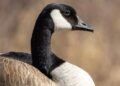 Pile of dead Canada geese discovered near Garson, Man.