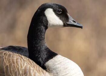 Pile of dead Canada geese discovered near Garson, Man.