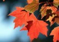 IN PHOTOS | Fall splendour in Canada