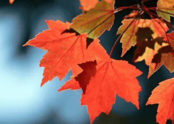 IN PHOTOS | Fall splendour in Canada