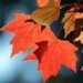 IN PHOTOS | Fall splendour in Canada