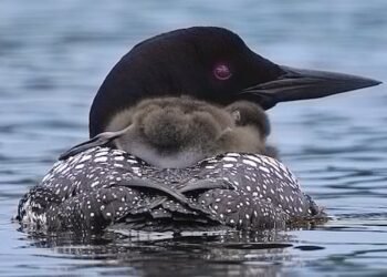 The haunting call of Canada’s common loon is becoming less common amid widespread declines, study suggests