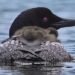 The haunting call of Canada’s common loon is becoming less common amid widespread declines, study suggests