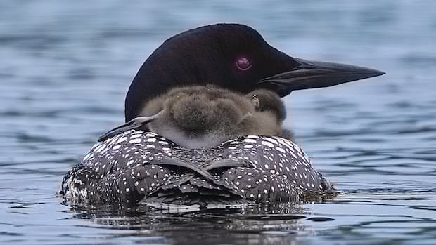 The haunting call of Canada’s common loon is becoming less common amid widespread declines, study suggests