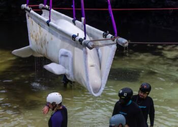 The Marineland belugas keep dying. Was it a mistake to move them?