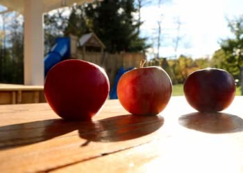 Is this Quebec-developed fruit the ‘apple of the future’?