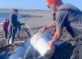 Point May, N.L. residents rally for a whale-sized weekend rescue