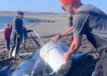 Point May, N.L. residents rally for a whale-sized weekend rescue