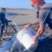 Point May, N.L. residents rally for a whale-sized weekend rescue