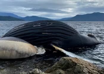‘Very sad development’: Dead humpback whale spotted in area of B.C. Ferries collision