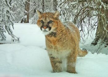 Most cougar deaths in Alberta study were caused by people
