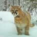 Most cougar deaths in Alberta study were caused by people