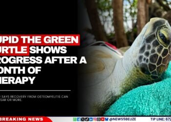 Cupid the Green Turtle Shows Progress After a Month of Therapy