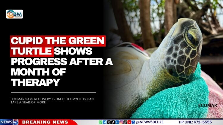 Cupid the Green Turtle Shows Progress After a Month of Therapy