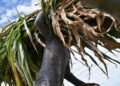 Podcast: Millions of Central Americans Go Hungry | The Lighthouse
