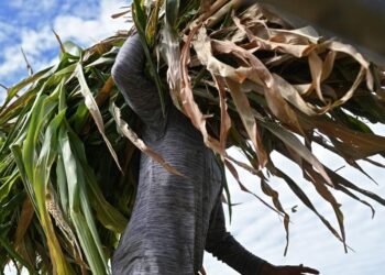 Podcast: Millions of Central Americans Go Hungry | The Lighthouse