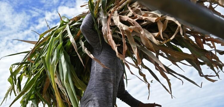 Podcast: Millions of Central Americans Go Hungry | The Lighthouse