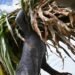 Podcast: Millions of Central Americans Go Hungry | The Lighthouse
